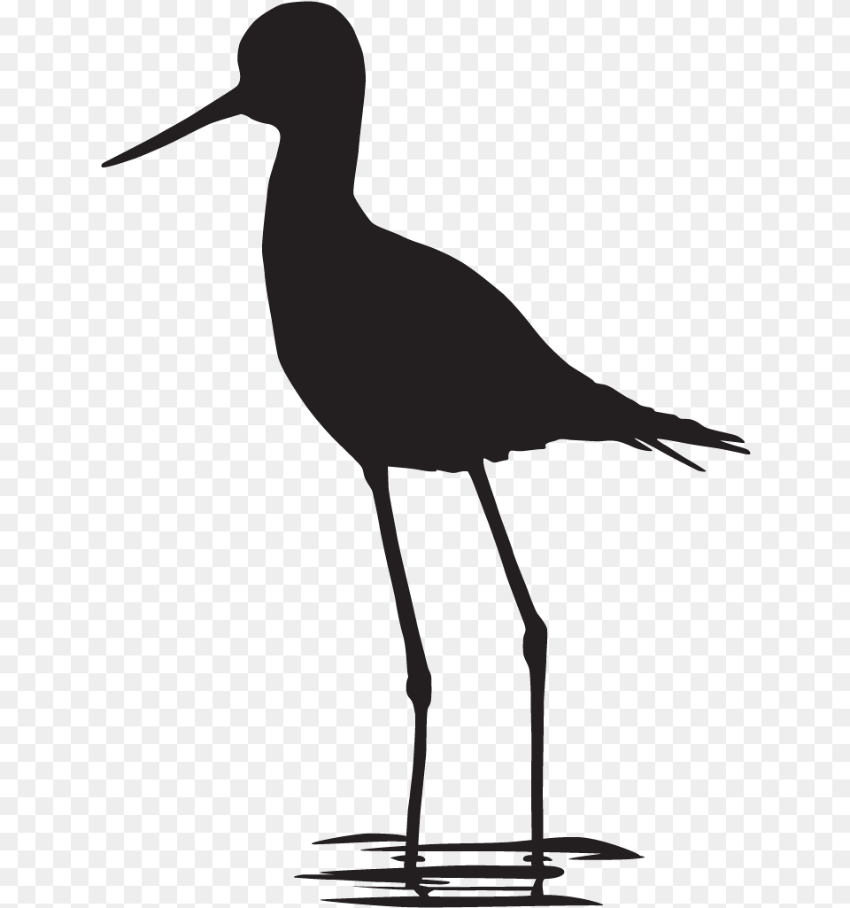 Coloring Book Black And White Bird Crocodile Paint Shorebird, Animal, Waterfowl, Crane Bird, Fish Png