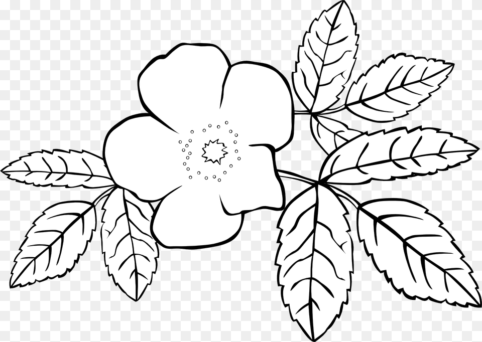Coloring Book Flower Jasminum Grandiflorum Jasminum, Anemone, Plant, Leaf, Drawing Free Png Download