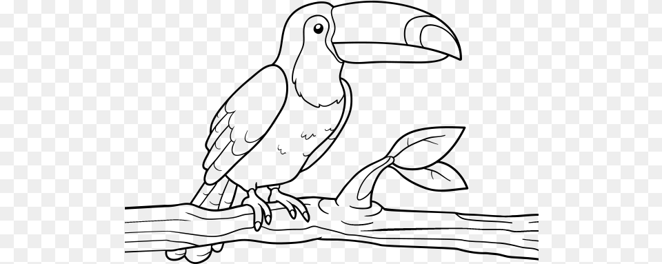 Coloring Book Toucan, Gray Free Transparent Png