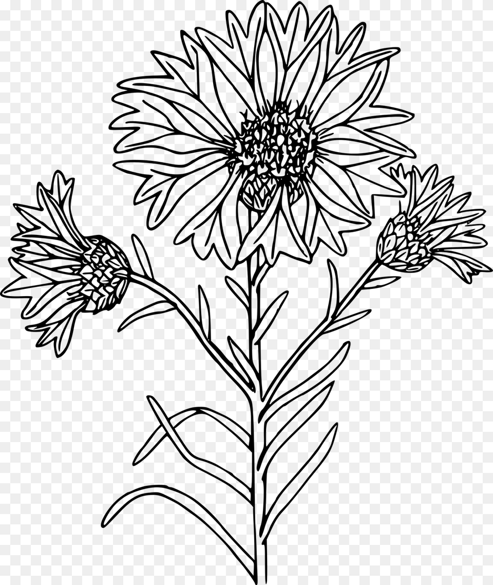 Coloring Page, Gray Png