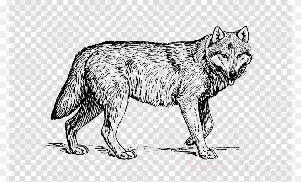 Coloring Pages Realistic Animals Clipart Coloring Book Wolf Cliparts Black And White, Animal, Elephant, Mammal, Wildlife Png