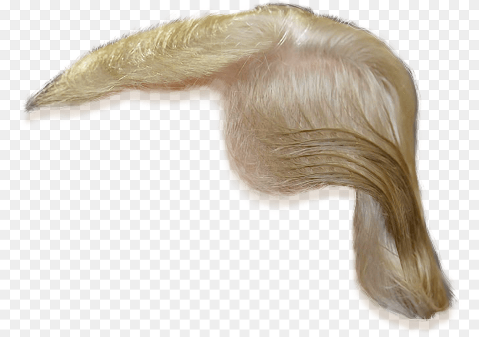 Coloringlong Hairlace Wigsilverfashion Accessoryartificial Donald Trump Hair, Adult, Female, Person, Woman Free Transparent Png
