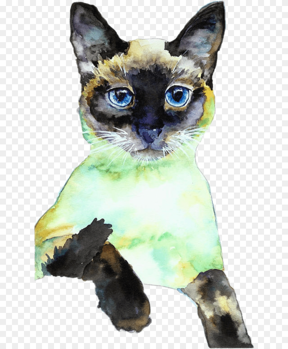 Colormehappy Kitty Mykitty Miles Siamesecats Siamese Siamese Cat Posing, Animal, Mammal, Pet Free Png