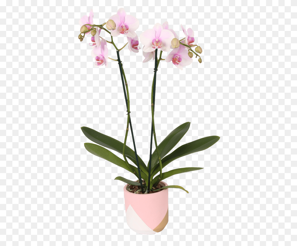 Colororchids Wholesale, Flower, Plant, Flower Arrangement, Orchid Png Image