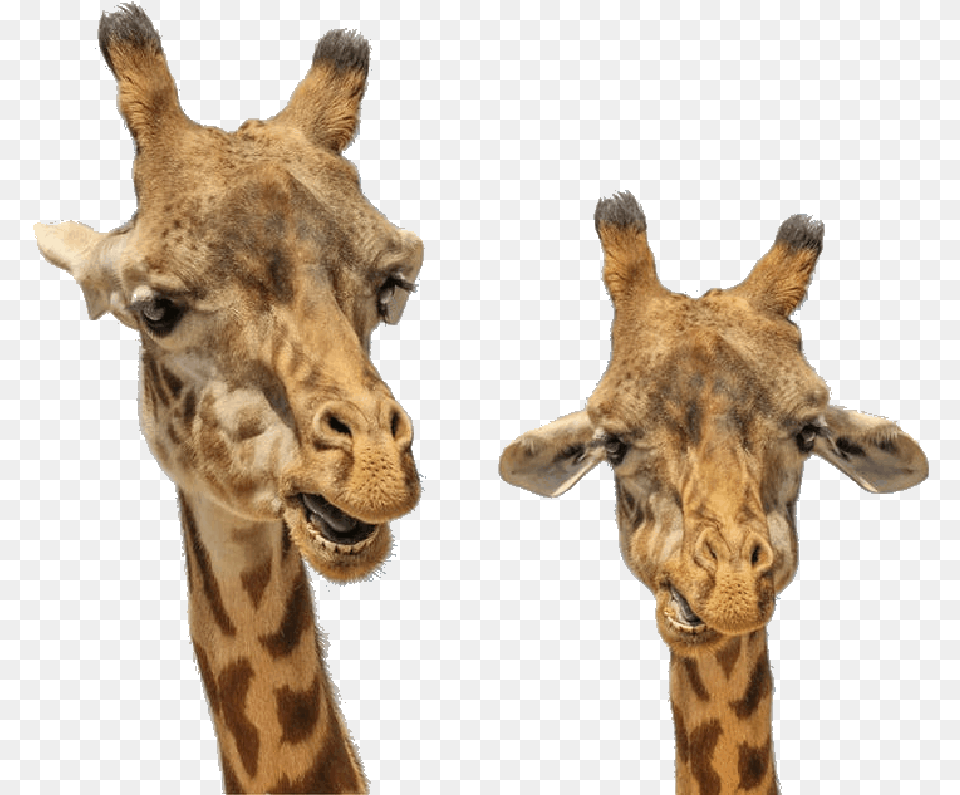 Colors In Gif Male And Female Giraffe Difference, Animal, Mammal, Wildlife Png