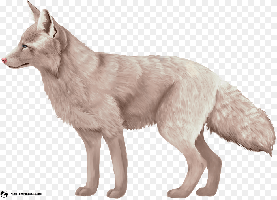 Colors Of A Fox, Animal, Canine, Dog, Mammal Png Image