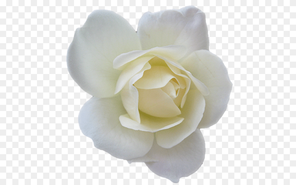 Colors Of Rose Is Here White Small White Flower, Petal, Plant Free Png Download