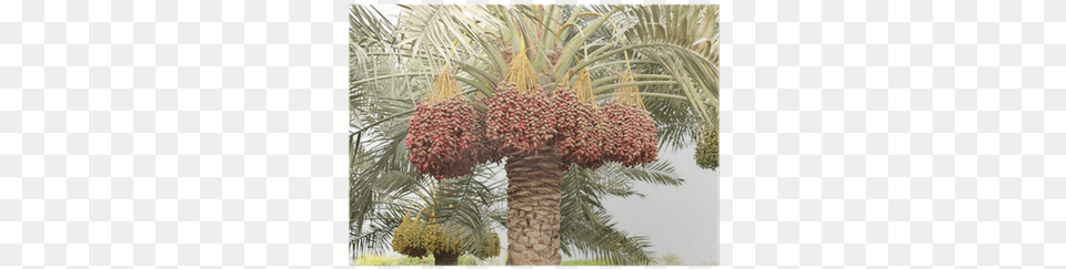 Colouful Dates Bunches All Along The Date Palm Tree Date Palm Tree In Desert, Palm Tree, Plant, Food, Fruit Png Image
