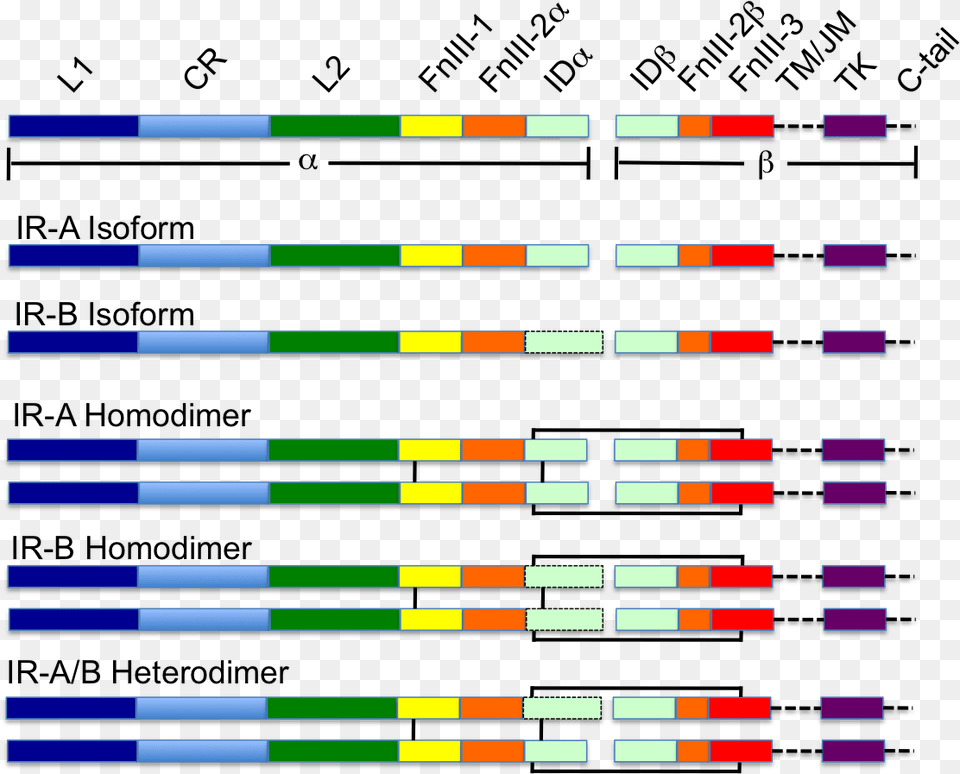 Colour Coded Schematic Of The Insulin Receptor Insulin Receptor Domains, Scoreboard, Light Png Image