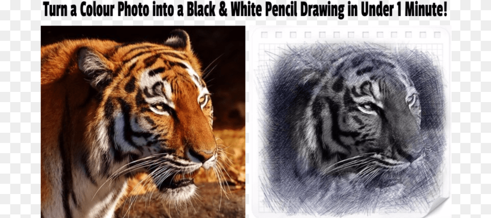 Colour Photo To Black White Pencil Drawing Tiger, Animal, Mammal, Wildlife Free Transparent Png
