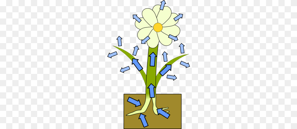 Colour Your Own Flowers Experiments Naked Scientists, Daisy, Flower, Plant, Daffodil Free Png