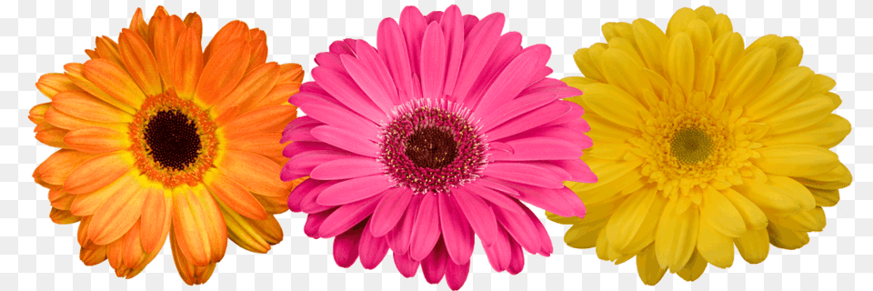 Coloured Gerberas, Daisy, Flower, Plant, Petal Free Transparent Png