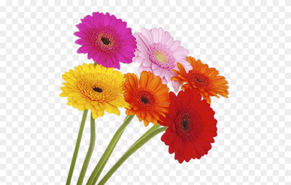 Coloured Gerberas On High Stems, Daisy, Flower, Plant, Petal Free Transparent Png