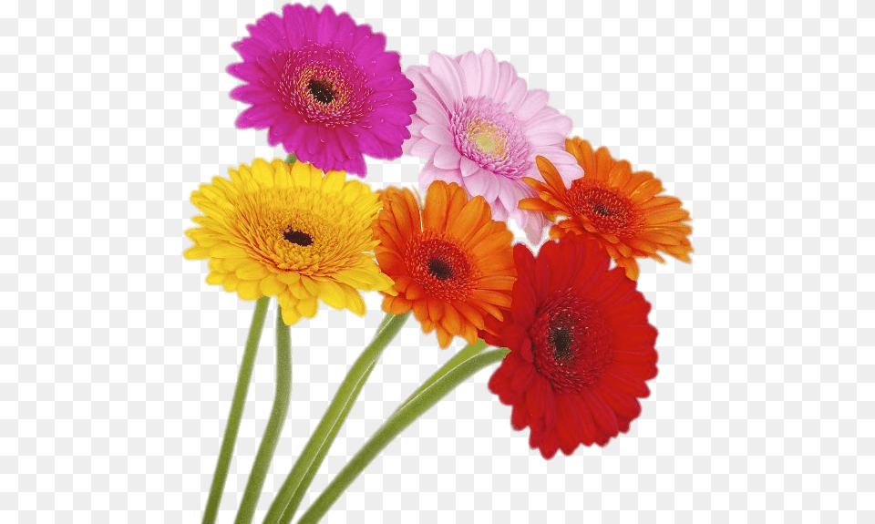 Coloured Gerberas On High Stems Coloured Gerberas, Daisy, Flower, Plant, Petal Png