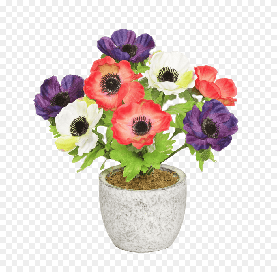 Colourful Anemones In A Pot, Anemone, Flower, Flower Arrangement, Plant Png