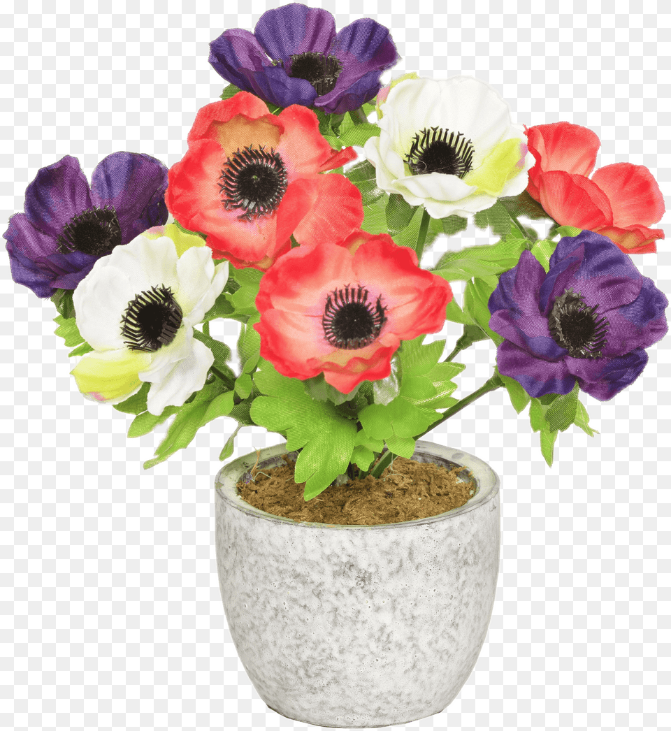 Colourful Anemones In A Pot Portable Network Graphics, Anemone, Flower, Flower Arrangement, Plant Free Transparent Png
