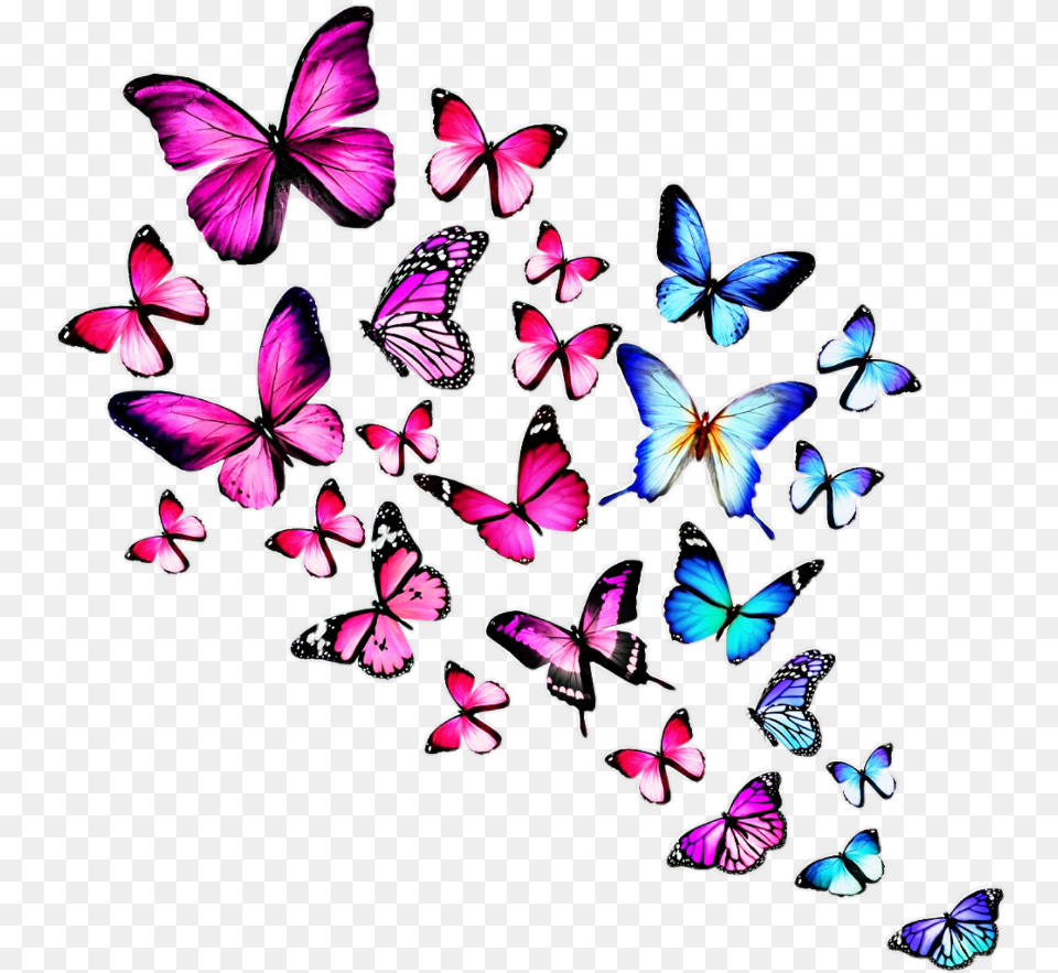 Colourful Butterfly Butterflies Images With White Background, Art, Graphics, Pattern, Purple Png