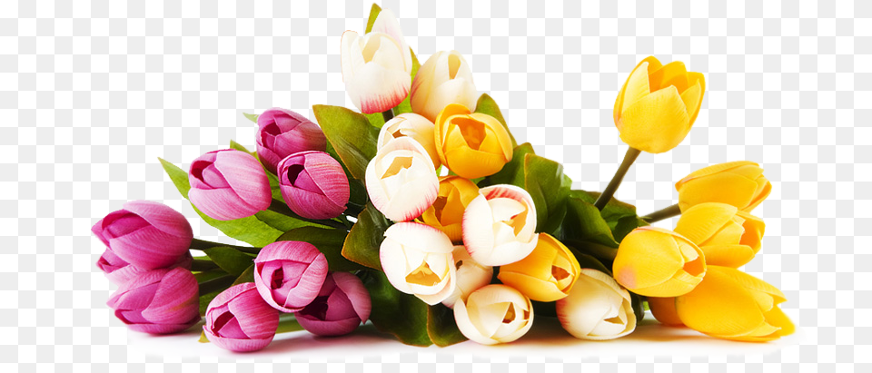 Colourful Flowers Hd Shan Studio Flower Background Hd, Flower Arrangement, Flower Bouquet, Plant, Tulip Free Png