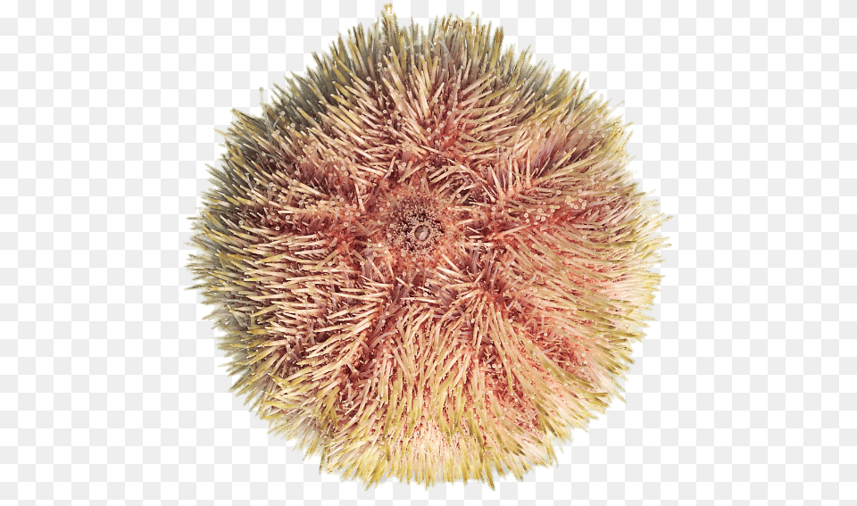 Colourful Sea Urchin, Animal, Sea Life, Plant, Invertebrate Free Png