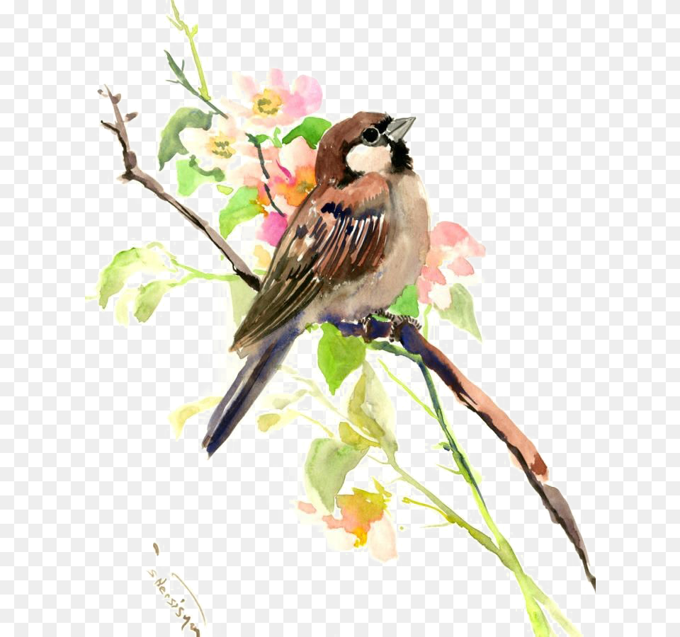 Colourful Sparrow Paintings Of Sparrows, Animal, Bird, Finch Free Png