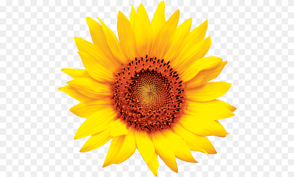 Colourful Sunflower Logo Sun Flower, Plant Free Png