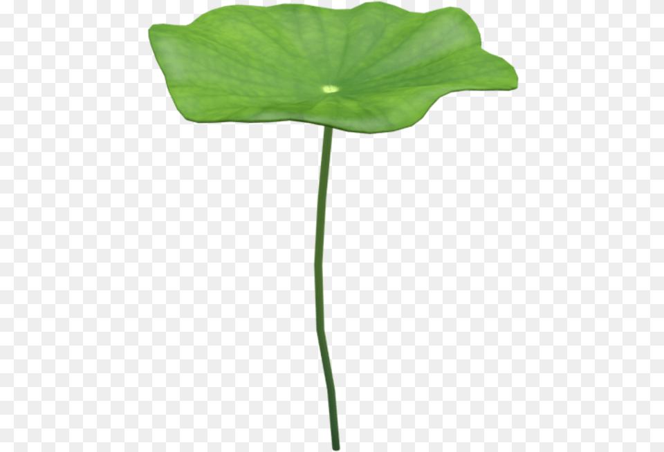 Coltsfoot, Green, Leaf, Plant, Flower Png