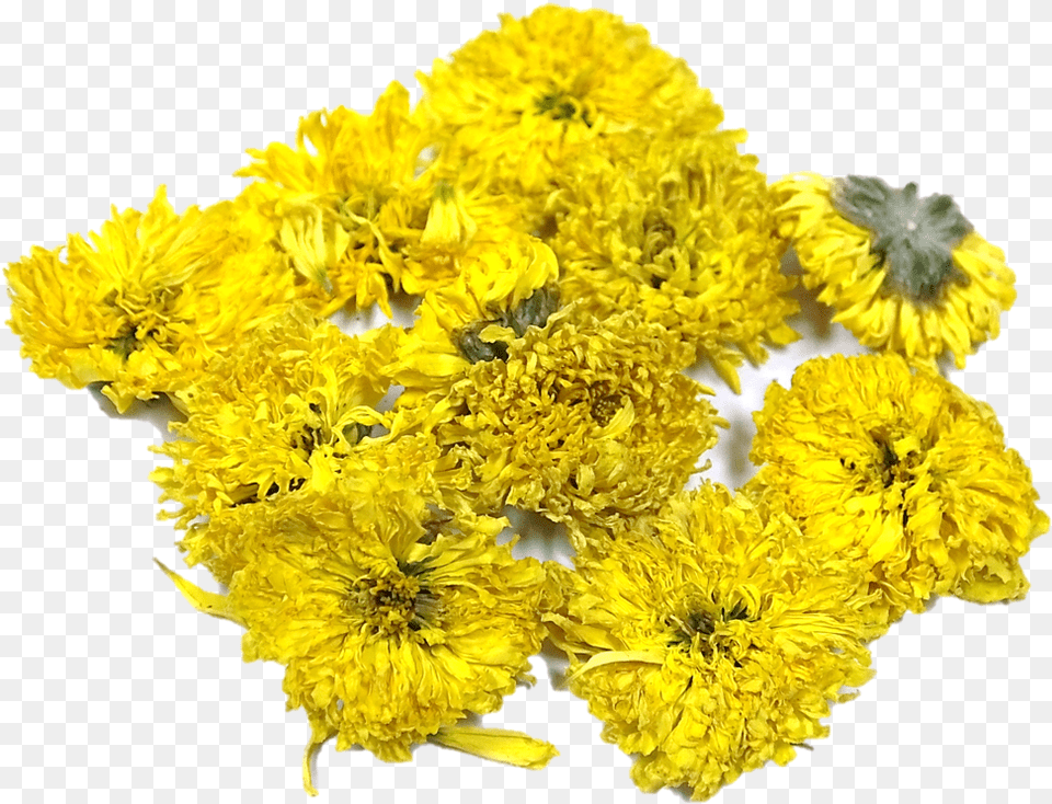 Coltsfoot, Plant, Daisy, Flower, Petal Free Png