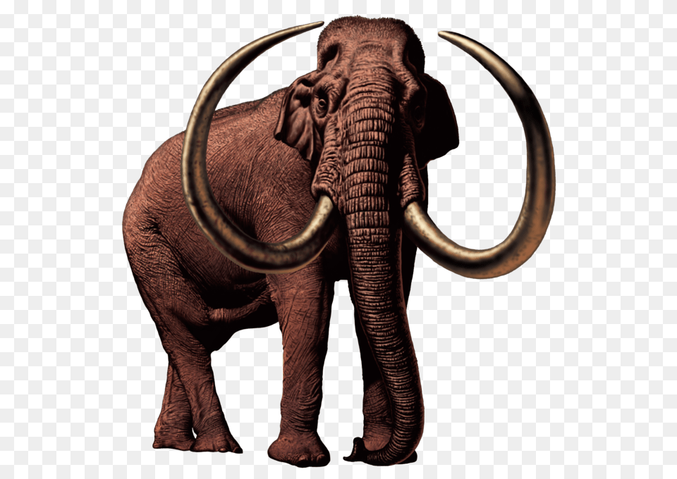 Columbian Mammoth, Animal, Elephant, Mammal, Wildlife Free Transparent Png