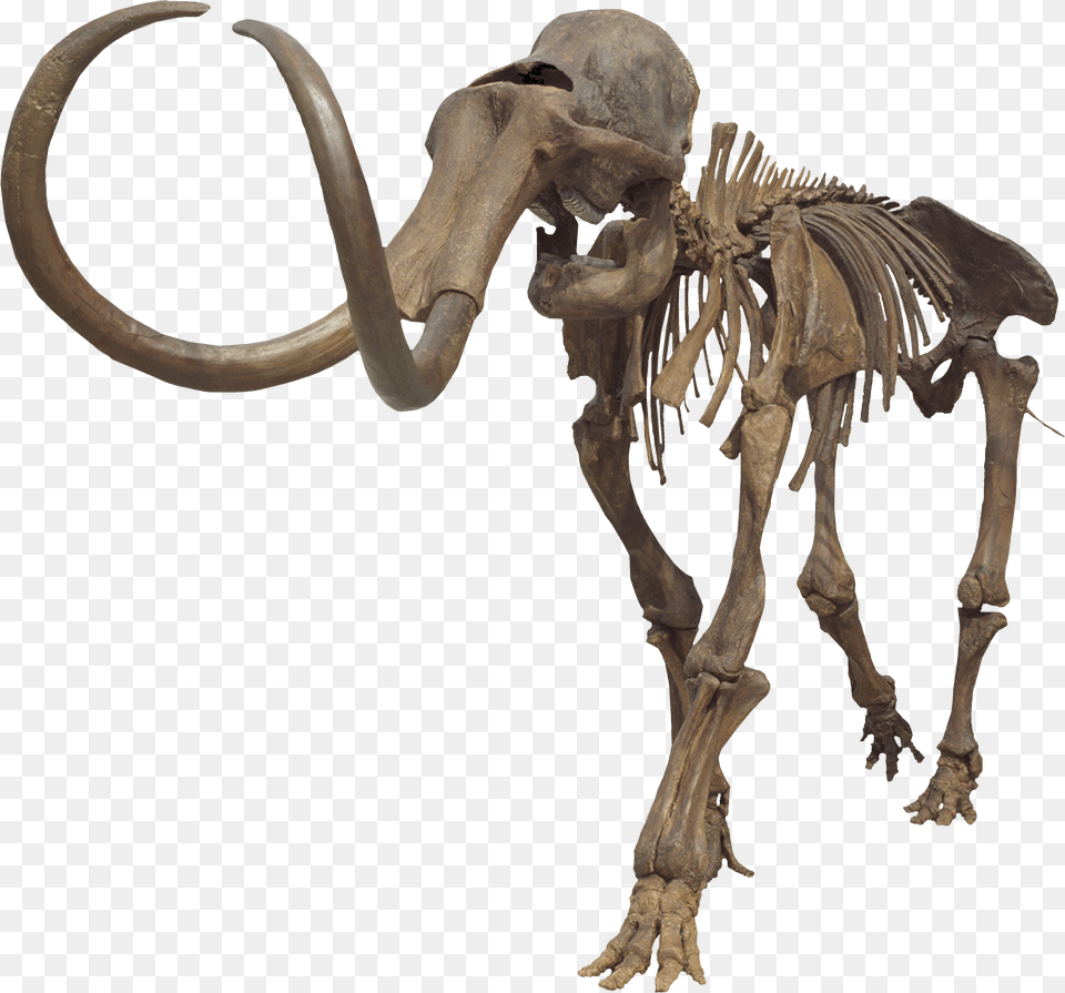 Columbian Mammoth Clean Mammoth Skeleton No Background Png