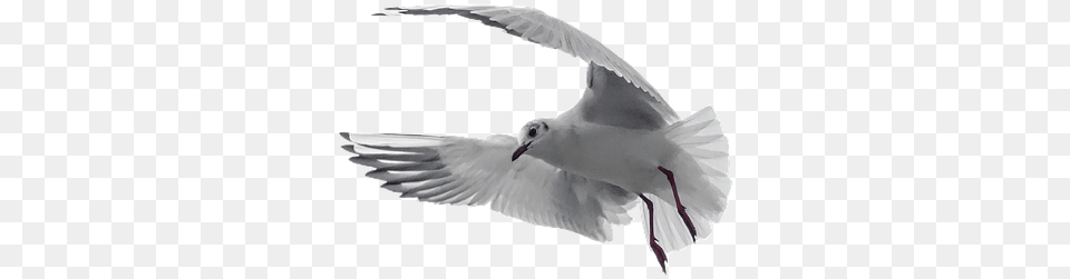 Columbidae, Animal, Seagull, Waterfowl, Flying Free Png Download