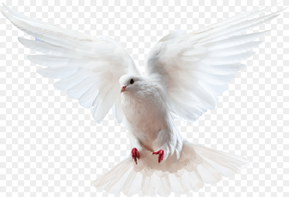 Columbidae Bird Doves As Symbols Domestic Pigeon Holy Spirit Dove, Animal Free Png Download