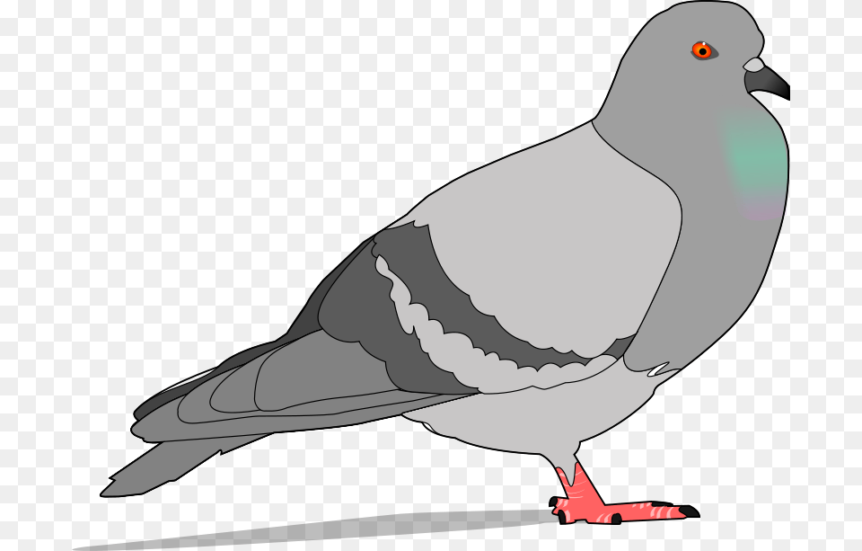 Columbidae Bird Download Drawing Graphic Arts, Animal, Pigeon, Dove Png Image