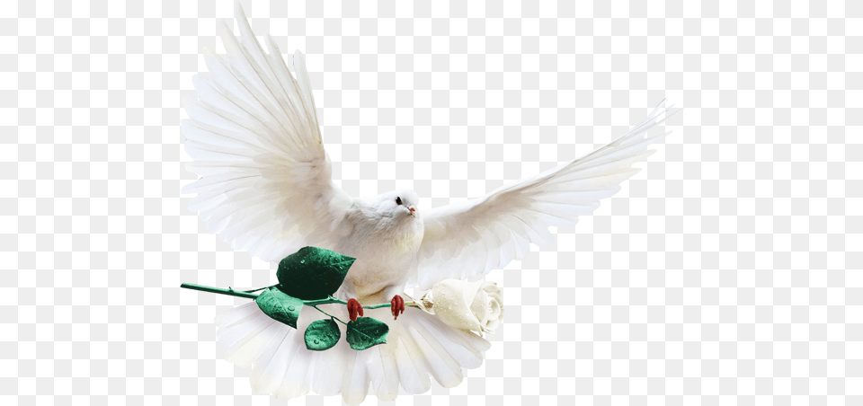 Columbidae Columba Clip Art White Dove With White Rose, Animal, Bird, Pigeon Png Image