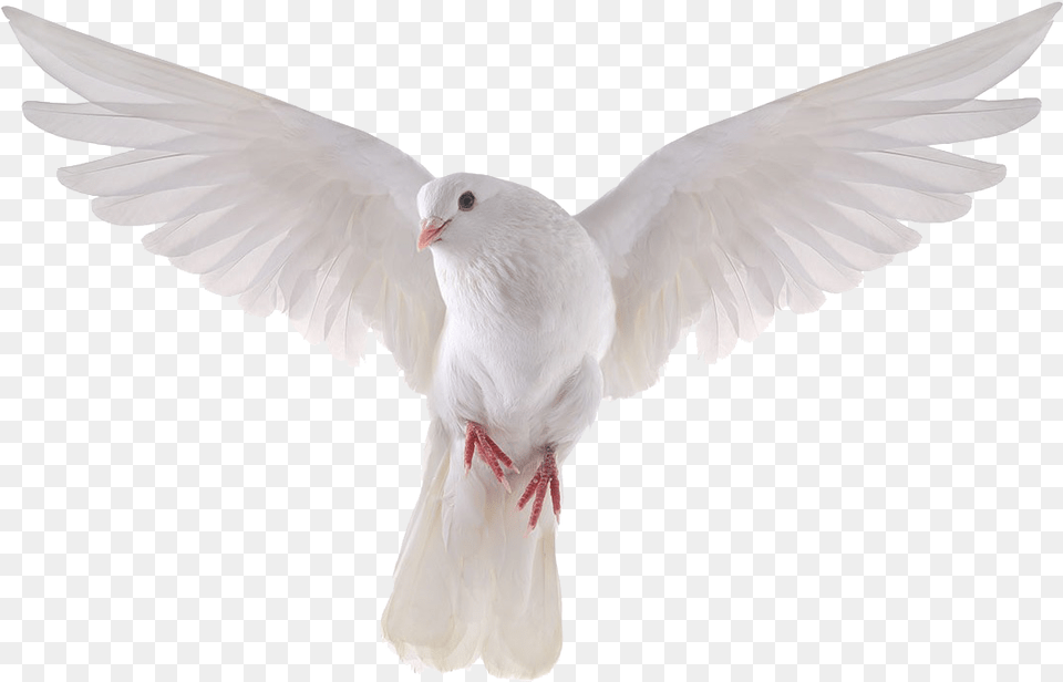 Columbidae Domestic Pigeon Bird Stock Photography Royalty White Dove Background, Animal Free Png