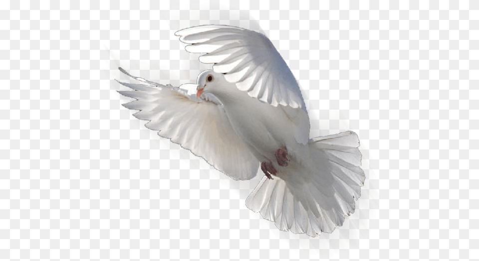 Columbidae Doves As Symbols Release Dove Bird Flying Dove, Animal, Pigeon Png Image