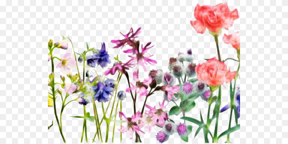 Columbine, Flower, Plant, Geranium, Petal Free Transparent Png