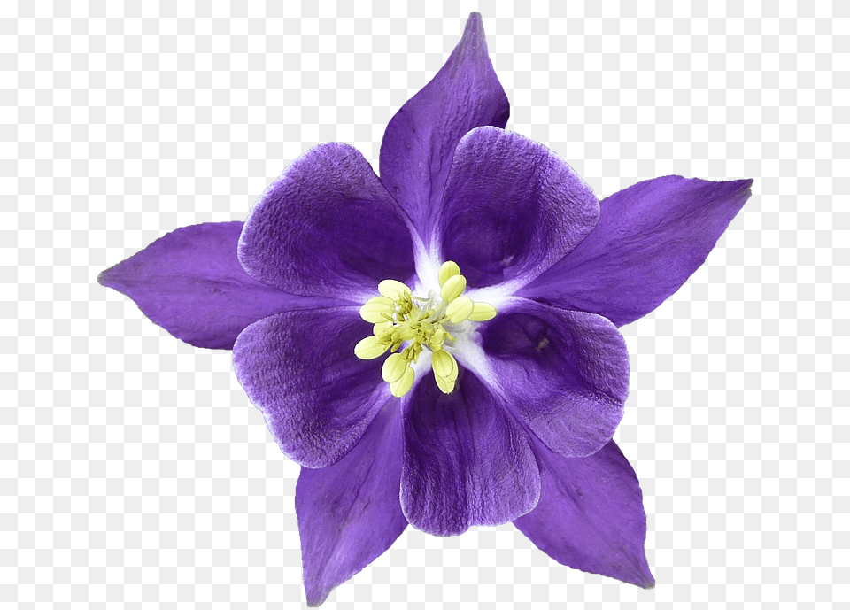 Columbine Blossom Bloom Isolated Hahnenfugewchs Columbine Flower, Plant, Iris, Aquilegia Free Png Download