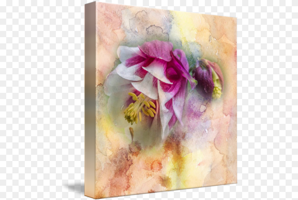 Columbine Watercolor Texture Square Moth Orchid, Flower, Plant, Art, Painting Png