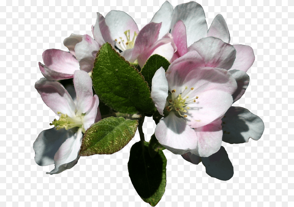 Com Apple Blossoms Apple Tree Flowers, Flower, Geranium, Petal, Plant Free Transparent Png