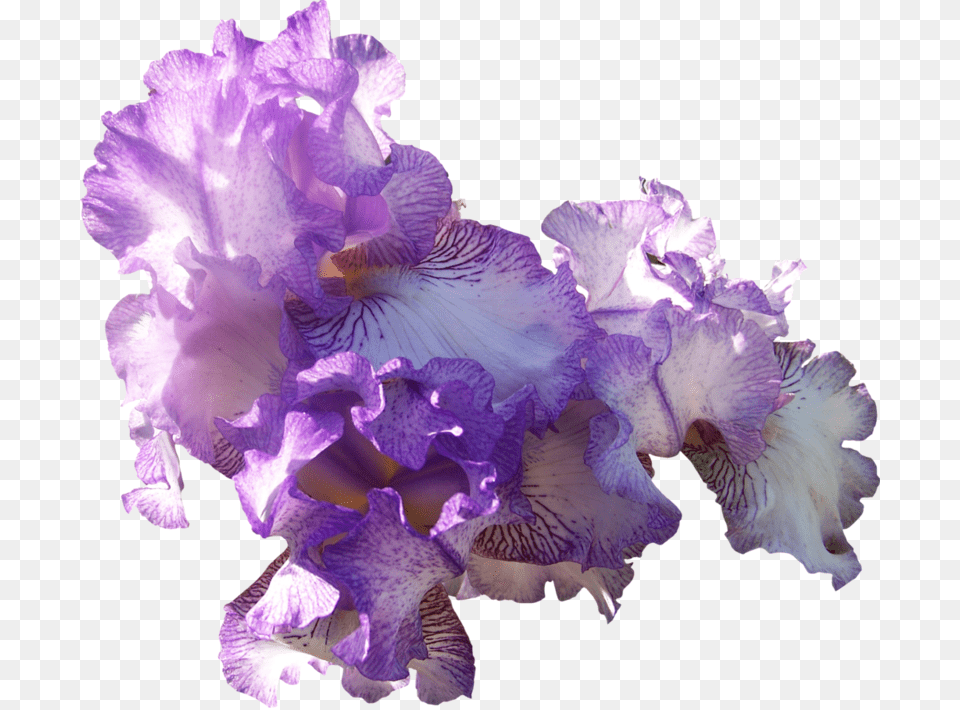 Com Light Purple Ir Light Purple Flowers, Flower, Iris, Plant, Geranium Free Transparent Png