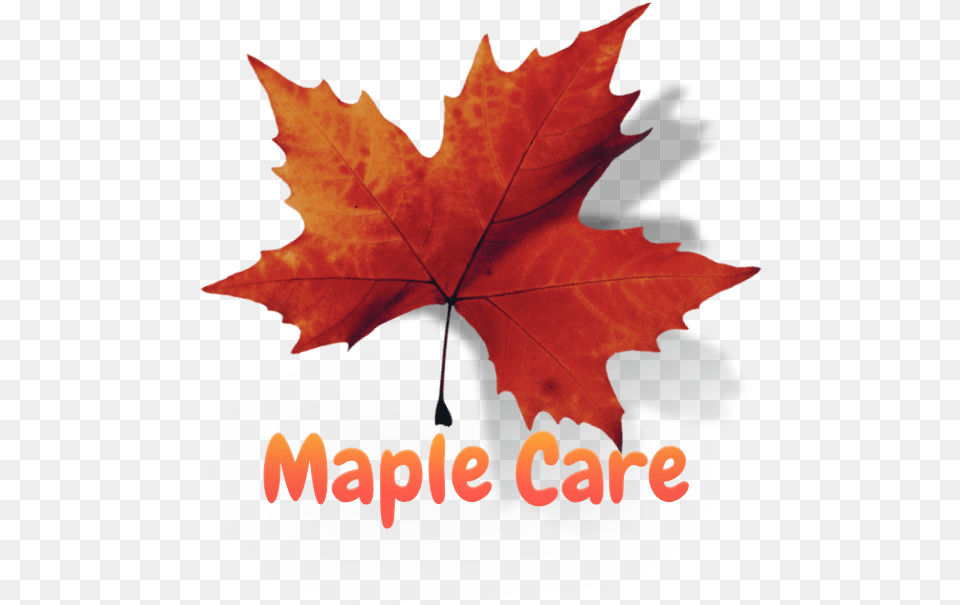 Com Massage Spa In Dubai Maple Leaf, Plant, Tree, Maple Leaf Png Image