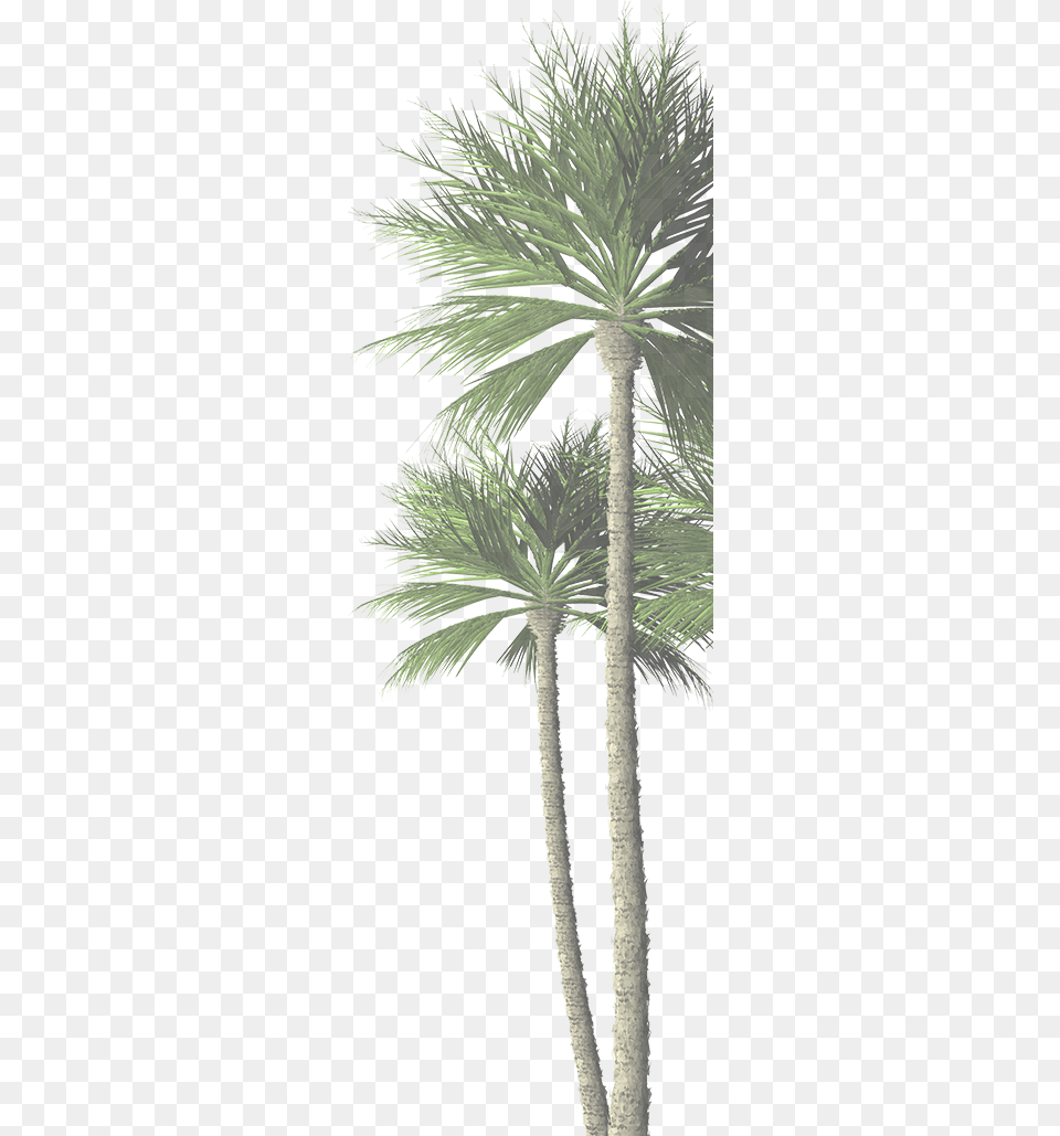 Com Palm Tree Date Palm, Palm Tree, Plant, Leaf Free Png Download