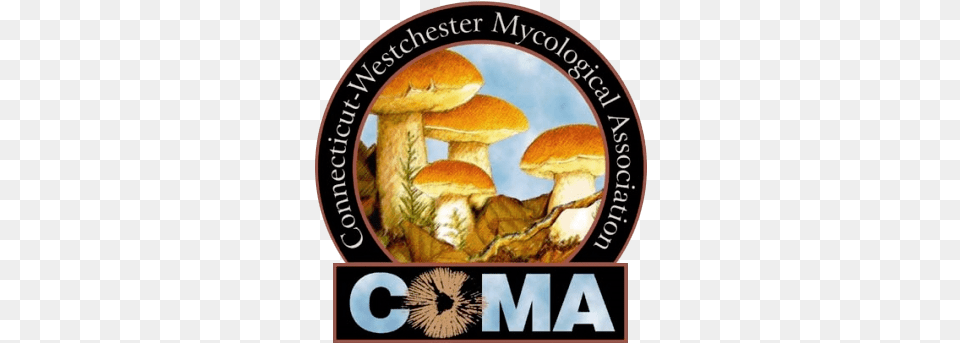 Coma Members Lead Mushroom Walks In Westchester County Edible Mushrooms In Connecticut, Fungus, Plant Free Png