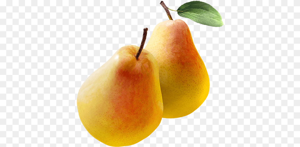 Come And Visit Peters Orchards In The Fall For The Clapp39s Favorite Pear, Food, Fruit, Plant, Produce Png Image