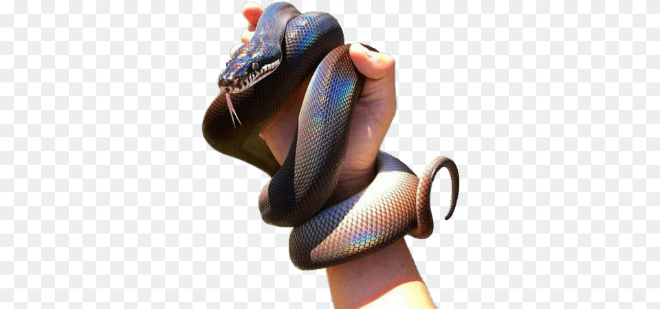 Come On You Guys Had To Know This Was Coming Formosan Odd Scaled Snake, Animal, Reptile Free Transparent Png