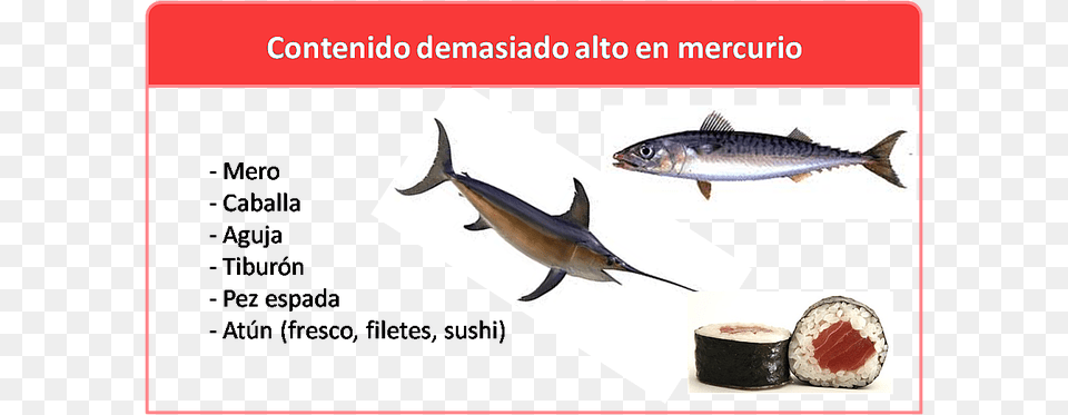 Comer Pescado Con Mucho Mercurio Aumenta Riesgo De Peces Con Alto Contenido De Mercurio, Animal, Fish, Sea Life, Tuna Png Image