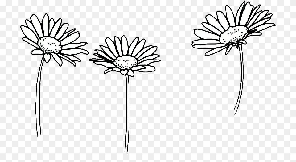 Comfortable Drawing Outline Sunflowers Flower Tumblr, Daisy, Plant Free Png Download