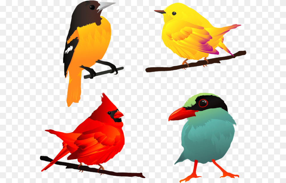 Comic Bird Vector Beautiful Birds Clip Art, Animal, Beak, Finch Png Image