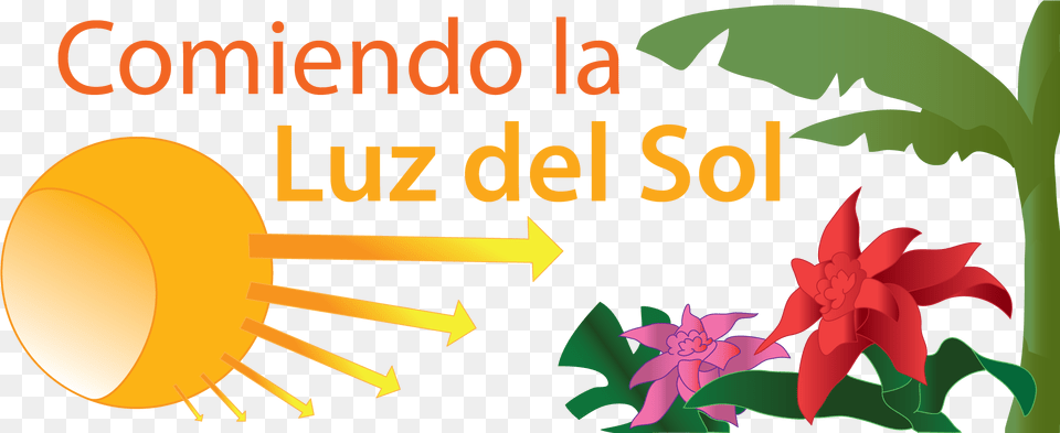 Comiendo La Luz Del Sol Photosynthesis Sun On Plants, Art, Graphics, Leaf, Plant Png Image