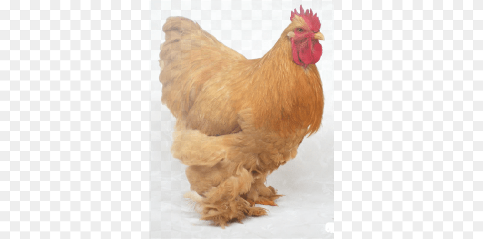 Coming Now To The Varieties Of Cochins At The Head Buff Standard Cochin, Animal, Bird, Chicken, Fowl Png